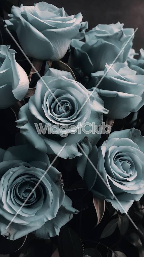 الورود الزرقاء الجميلة في الصورة المقربة