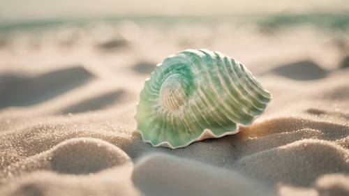 Un coquillage vert pastel BCBG posé sur le sable doux d&#39;une plage ensoleillée.