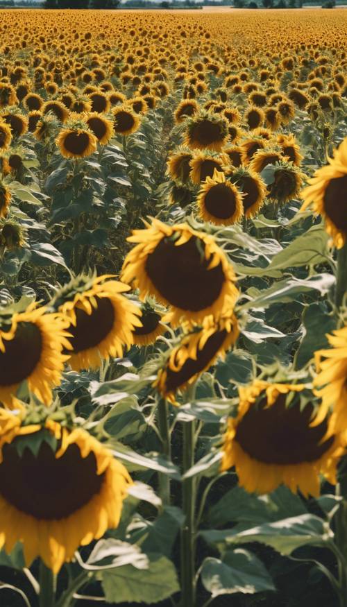 Parlak bir yaz gününde Fransız kırsalında bir ayçiçeği tarlası.