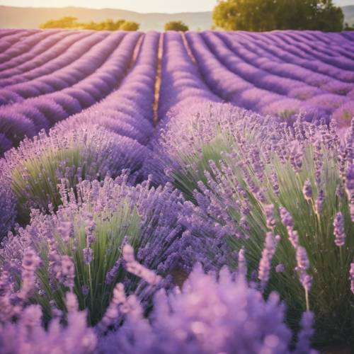 Ladang lavender dengan ekspresi kawaii yang menggemaskan di bawah langit cerah.