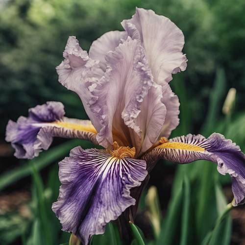 Un iris barbuto con i suoi petali dal motivo unico, comodamente annidato in una vegetazione lussureggiante.