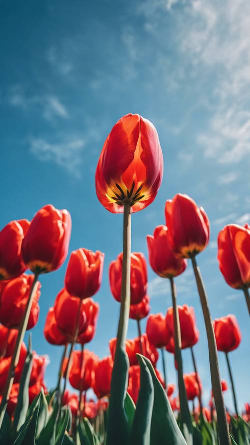 A close-up view of a vivid red tulip in full bloom against a bright blue sky.