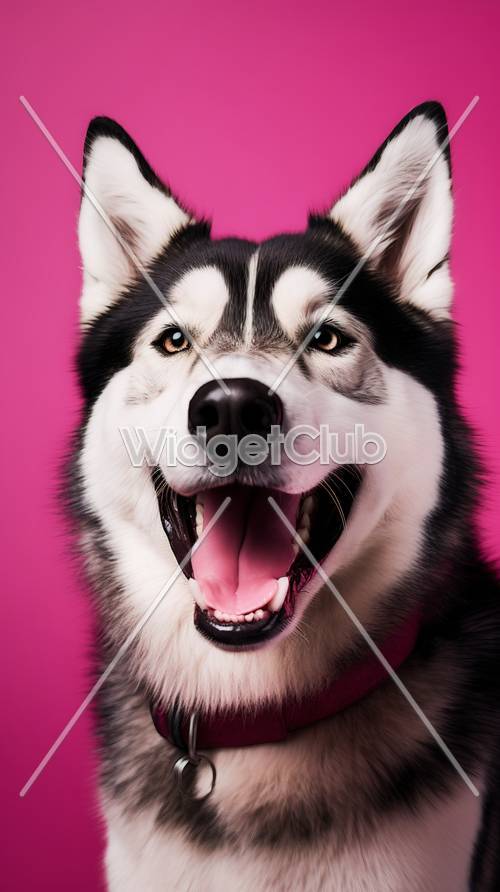 Lindo perro blanco y negro sobre fondo rosa