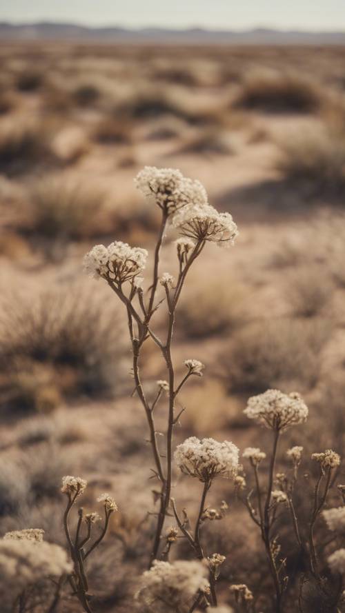 Vahşi bej çiçeklerin açtığı kurak bir çöl manzarası.