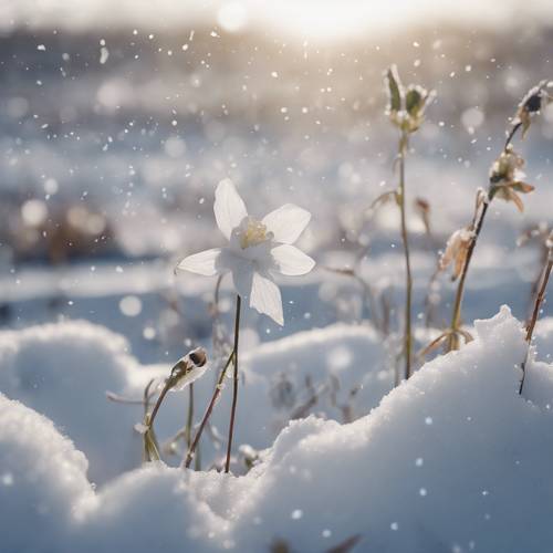Zaśnieżone pole, na którym jedyną oznaką życia jest pojedynczy, odporny kwiat orlika przebijający się przez śnieżną skorupę.