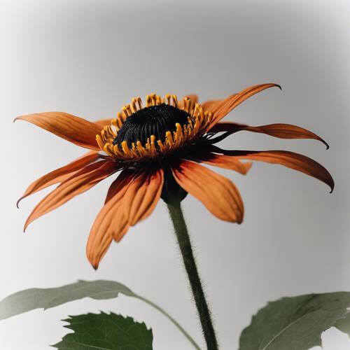 A single, mysterious black Mexican sunflower against a white background. Tapet [a0fa760e89614d0eb313]