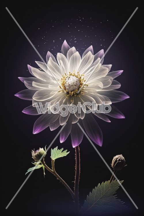 Beautiful White Daisy with Sparkling Details on Dark Background