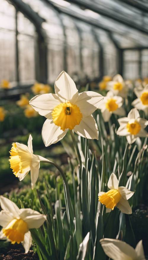Narcisos metálicos que florecen brillantemente en un invernadero soleado.