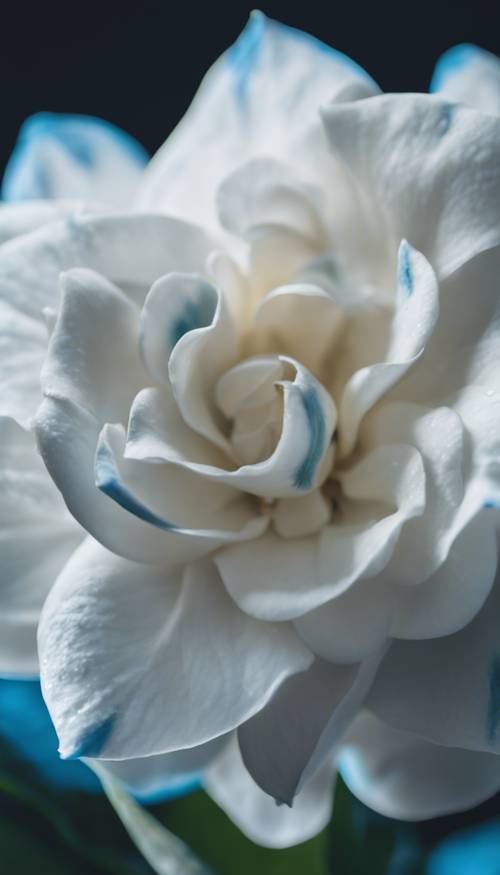 Close up of a white gardenia with blue streaks on the petals