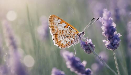 A delicate lacewing butterfly perched on a sprig of lavender, its presence quietly announcing spring in a minimalist setting.