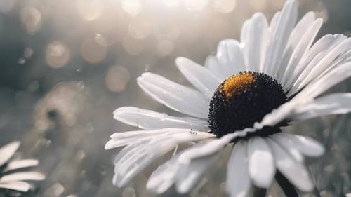 Uma margarida preta isolada em um campo branco, uma citação de superação de adversidade exibida em contraste.