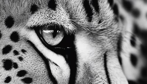 ภาพถ่ายขาวดำของหน้าเสือชีตาห์ โดยมีรายละเอียดอย่างใกล้ชิดกับลวดลายและพื้นผิวของขน