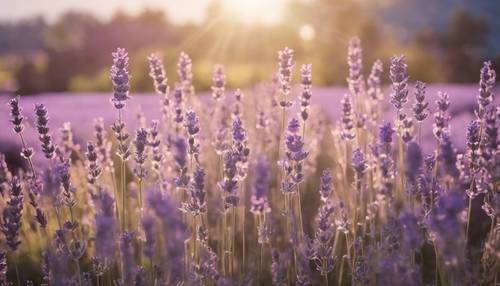 Stenciled lavender fields on a shabby chic wall, kissed by the morning sun Tapet [c05a8d96107b42b89711]