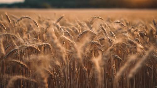 Una brezza che soffia su un campo di grano al tramonto, recante la frase &quot;Non abbassare mai la testa. Tienila sempre alta. Guarda il mondo dritto negli occhi&quot;.