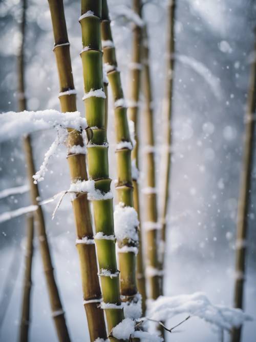 Un grappolo di germogli di bambù coperti di neve