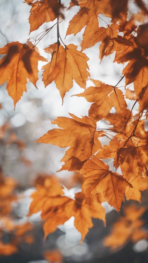 秋の季節がやってくるサイン！オレンジ色の落ち葉の壁紙