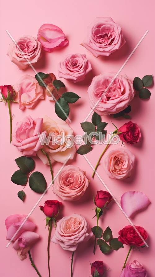 Красивые розовые розы на нежном фоне
