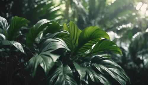 Eine dunkelgrüne Pflanze mit breiten Blättern, die in einem tropischen Regenwald gedeiht.