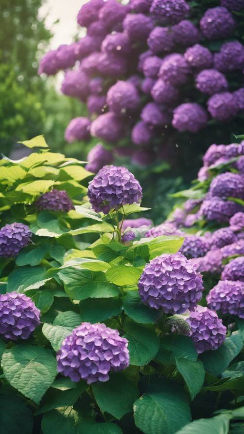 綠色的花園裡盛開著紫色的繡球花。
