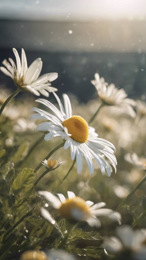Bunga aster putih besar dengan bagian tengah berwarna kuning di bawah langit cerah.