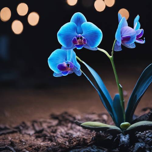 Uma cena noturna apresentando uma orquídea bioluminescente azul brilhante.