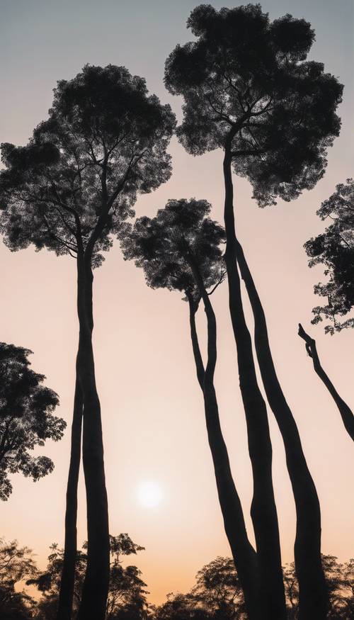 Una giungla nera al crepuscolo, il sole al tramonto che mette in risalto le eleganti forme nere degli alberi.