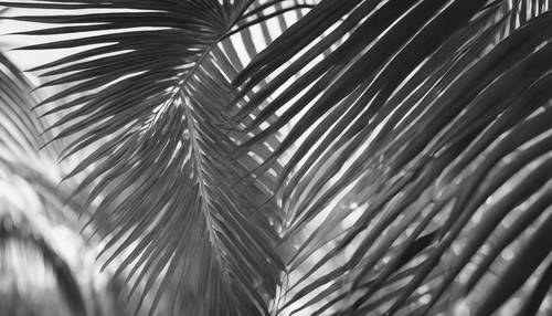 Uma folha de palmeira balançando suavemente ao sabor da brisa, retratada em tons de cinza.