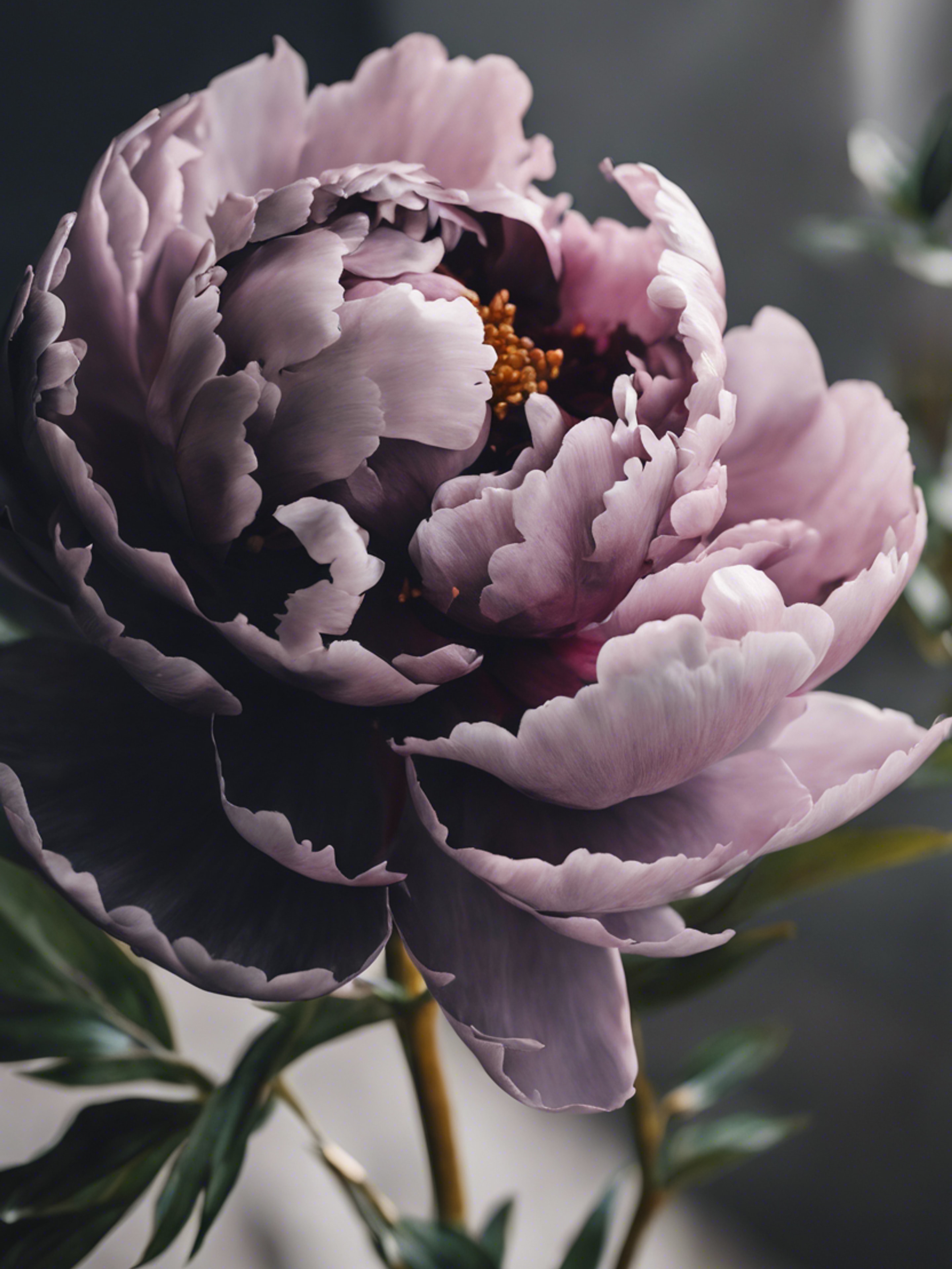 A black peony, the symbol of prosperity and honor, complementing a traditional Asian painting. 墙纸[2c78f74174874eadaf7e]
