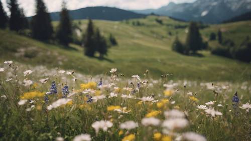 Une prairie alpine paisible parsemée de fleurs sauvages, avec la citation « Moins vous répondez aux personnes négatives, plus votre vie deviendra paisible » flottant dans la brise.