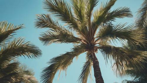 Una palmera antigua e imponente con hojas anchas en forma de abanico contra un cielo azul claro.