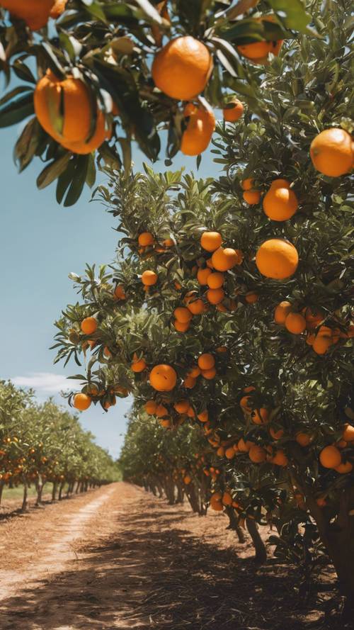 Um laranjal da Flórida repleto de frutas maduras sob um céu claro e ensolarado.