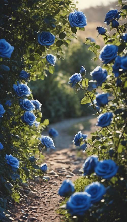 Mawar biru laut yang elegan mekar penuh tersebar di sepanjang jalan setapak yang indah.