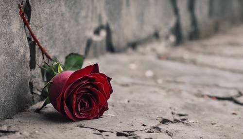 A thorny, dark red rose growing defiantly in the cracks of a concrete wall.