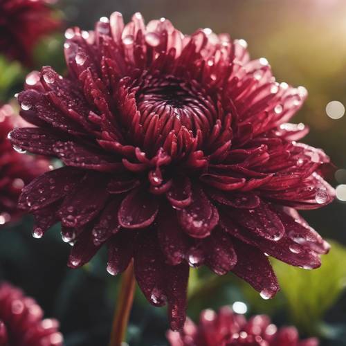 A Burgundy chrysanthemum in bloom with dew drops on the petals in the morning light.