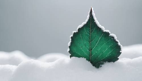 Uma folha escura em tom esmeralda, incrustada na neve fresca, isolada contra um fundo branco puro.