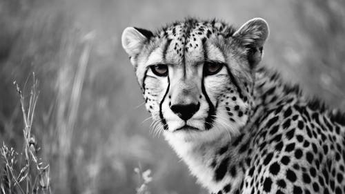 A black and white photograph highlighting the cheetah's distinctive print pattern.