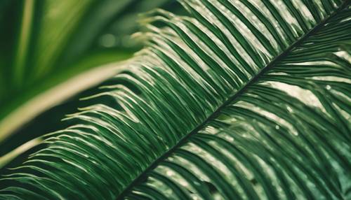 Um close de uma folha de palmeira verde selva girando com padrões e detalhes intrincados.