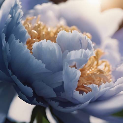 ภาพระยะใกล้ของดอกโบตั๋นสีน้ำเงินเข้ม กลีบดอกกระจายกว้างเพื่อดูดซับแสงยามเช้า