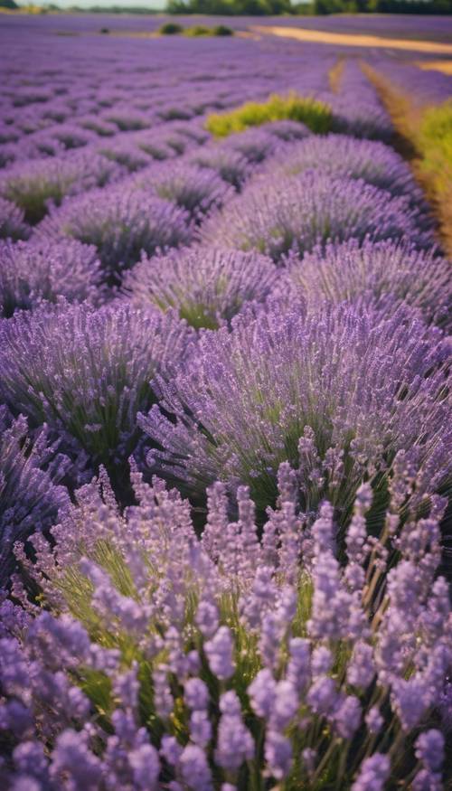 High aerial view of a sea of lavender flowers under a bright midday sun.