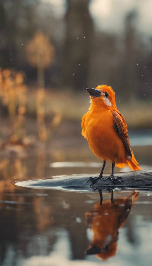 Um pássaro laranja apoiado em uma perna só na beira de um lago.
