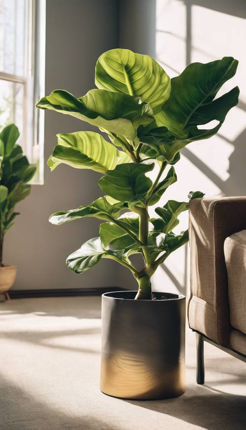 A leafy fiddle leaf fig plant in the corner of a modern, sun-drenched living room.