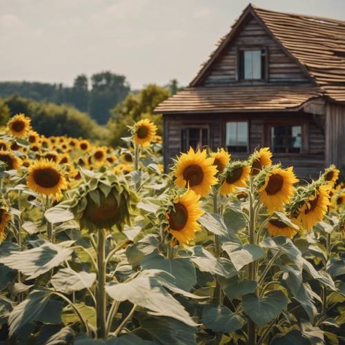 Ein Sonnenblumenfeld mit einem hölzernen Bauernhaus am Horizont.