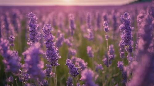 Uma noite serena em um campo de lavanda com a citação &#39;O que você pensa, você se torna. O que você sente, você atrai. O que você imagina, você cria.&#39; flutuando no ar.