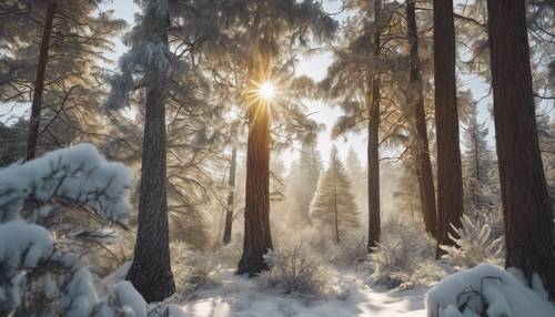 Złote promienie słońca zaglądające przez oszronione sosny w zaśnieżonym krajobrazie.