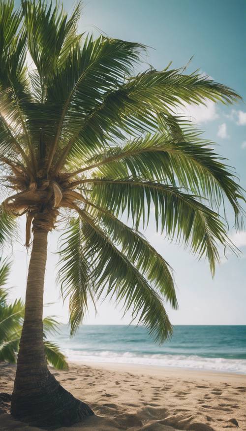A lush, green tropical palm tree standing tall on a sunny beach with the clear blue ocean in the background.