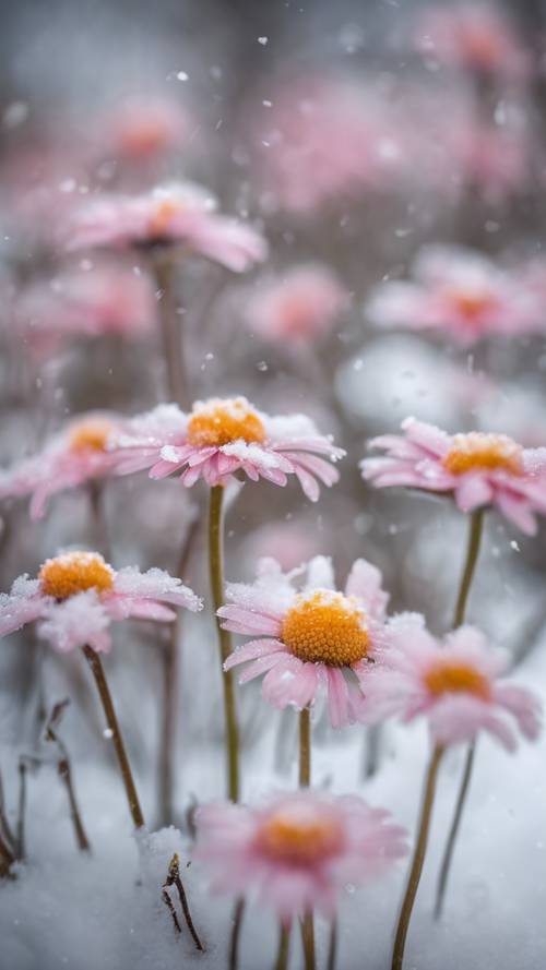 Bunga aster kecil berwarna merah muda mengintip dari balik salju.