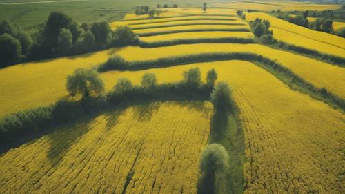 An aerial shot of a sprawling mustard field waving under a light breeze. Tapet [264968fbcc3e4bfdbe9a]