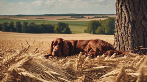 一隻愛爾蘭塞特犬睡在一棵高大的老蘇格蘭松下，遠處是一片收割的麥田。
