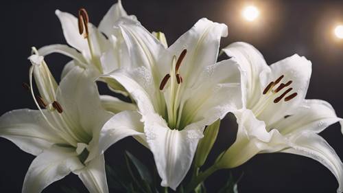 Hoa loa kèn cổ điển màu trắng, tượng trưng cho sự tinh khiết, đặt trên nền tối với ánh sáng dịu nhẹ được lọc, làm tăng vẻ sang trọng của chúng.