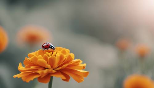 A close-up of a marigold flower with a ladybug resting on its petals.